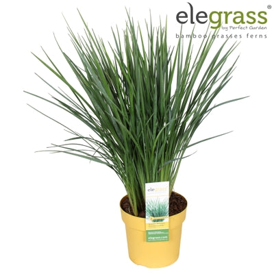 Planta naturala Dianella caerulea H70 cm PS19 cm in pamant