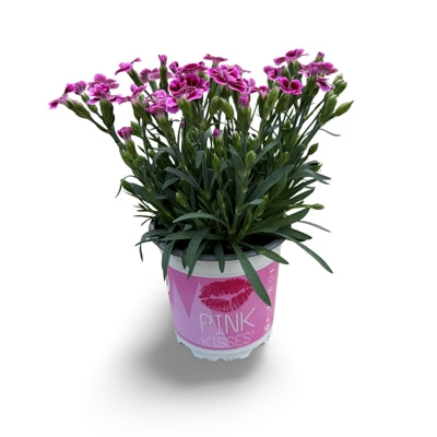 Planta naturala Dianthus Diantica Pink Kisses H25 cm PS10.5 cm in pamant