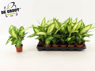 Planta naturala Dieffenbachia 'Camilla' H37 cm PS9 cm in pamant