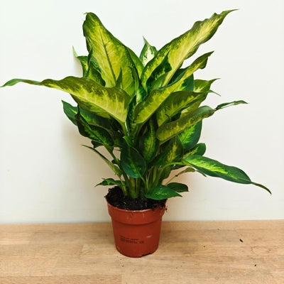 Planta naturala Dieffenbachia 'Camilla' H40 cm PS12 cm in pamant