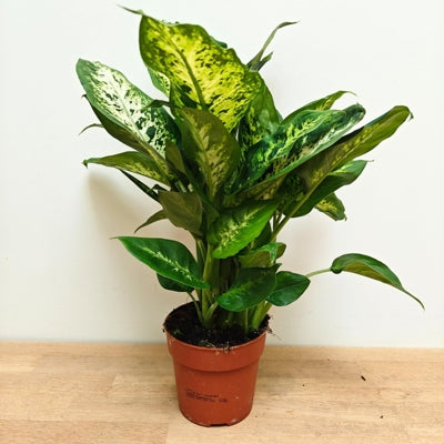 Planta naturala Dieffenbachia 'Compacta' H40 cm PS12 cm in pamant