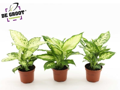 Planta naturala Dieffenbachia mixed H30 cm PS12 cm in pamant