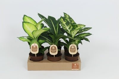 Planta naturala Dieffenbachia mixed H40 cm PS12 cm in pamant