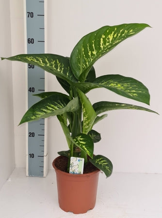 Planta naturala Dieffenbachia seg. 'Tropic Snow' H70 cm PS19 cm in pamant
