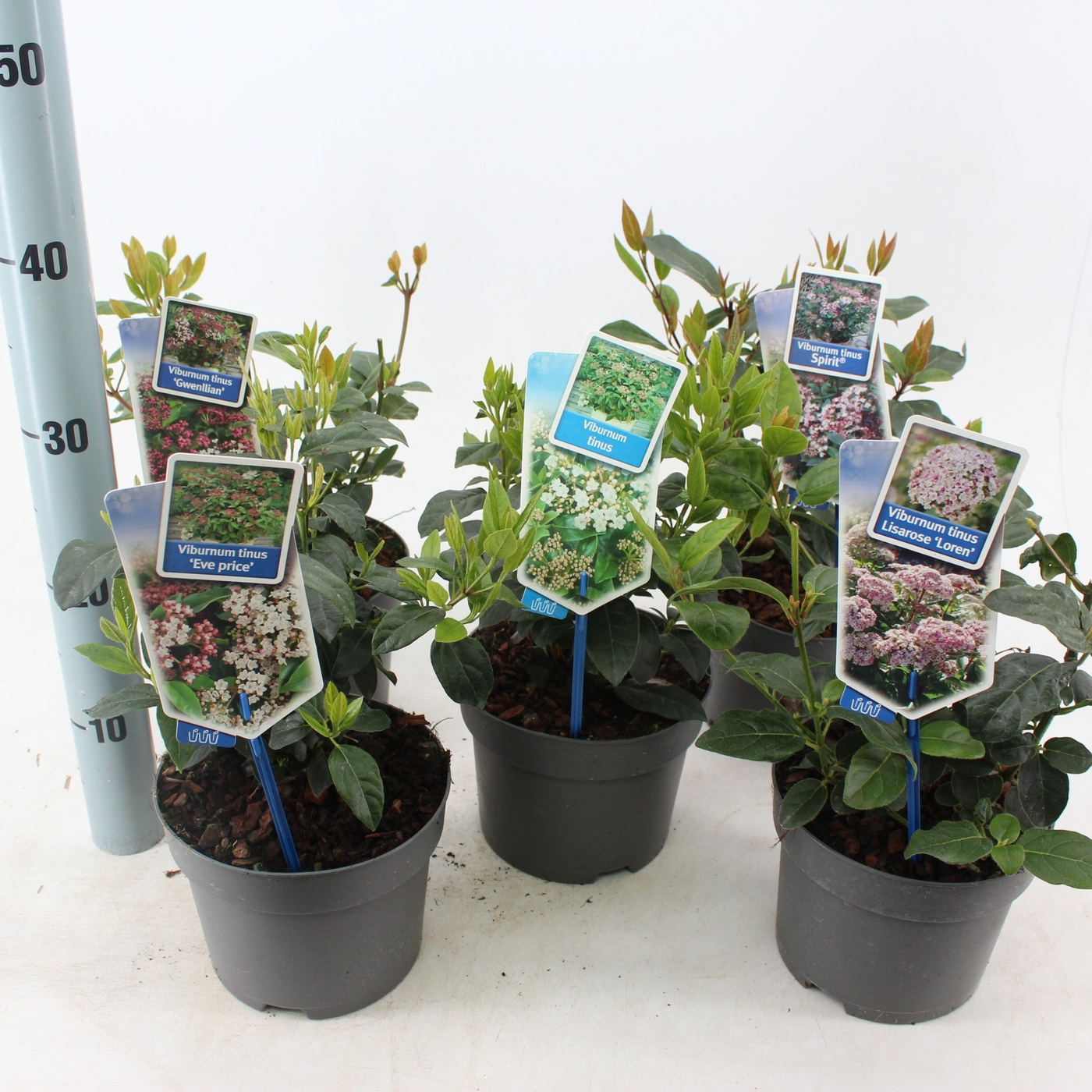 Planta naturala Different colors H35cm Viburnum tinus mix PS17/ in pamant