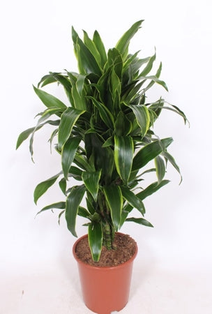 Planta naturala Dracaena fr. (Deremensis) 'Art' H130 cm PS27 cm in pamant