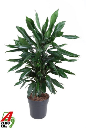 Planta naturala Dracaena fr. (Deremensis) 'Janet Lind' H90 cm PS21 cm in pamant