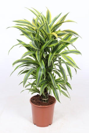 Planta naturala Dracaena fr. (Deremensis) Lemon Lime H100 cm PS24 cm in pamant