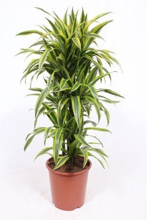 Planta naturala Dracaena fr. (Deremensis) Lemon Lime H110 cm PS27 cm in pamant