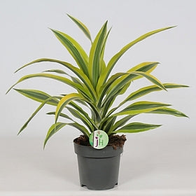 Planta naturala Dracaena fr. (Deremensis) Lemon Lime H50 cm PS17 cm in pamant