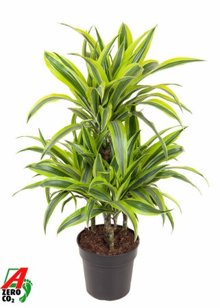 Planta naturala Dracaena fr. (Deremensis) Lemon Lime H80 cm PS21 cm in pamant