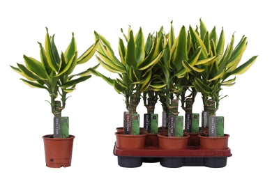 Planta naturala Dracaena fr. Golden King H45 cm PS11 cm in pamant