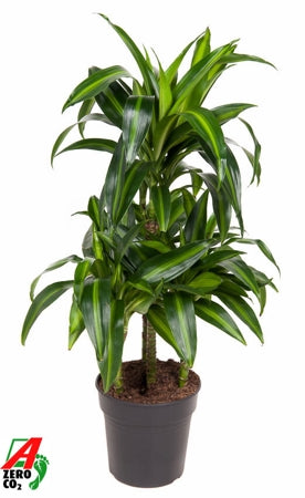 Planta naturala Dracaena fr. 'Hawaiian Sunshine' H100 cm PS21 cm in pamant