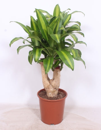 Planta naturala Dracaena fr. 'Massangeana' H110 cm PS27 cm in pamant
