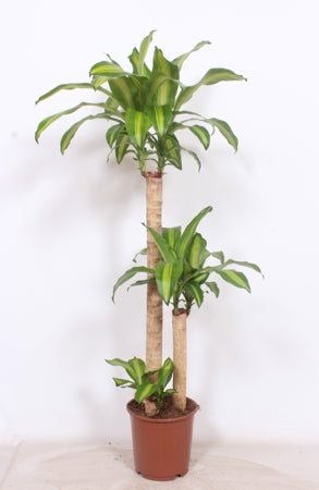 Planta naturala Dracaena fr. 'Massangeana' H150 cm PS24 cm in pamant