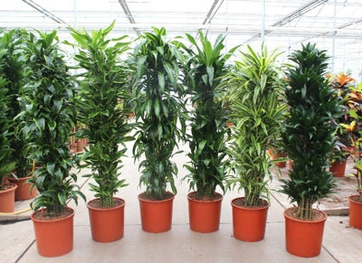Planta naturala Dracaena fr. mixed 3 varietys H180 cm PS34 cm in pamant