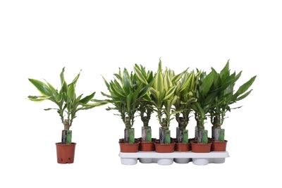 Planta naturala Dracaena fr. mixed 3 varietys H40 cm PS11 cm in pamant
