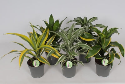Planta naturala Dracaena fr. mixed 3 varietys H50 cm PS17 cm in pamant