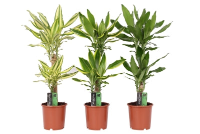 Planta naturala Dracaena fr. mixed 3 varietys H80 cm PS17 cm in pamant