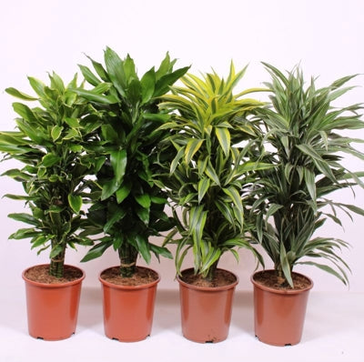Planta naturala Dracaena fr. mixed 4 varietys H120 cm PS27 cm in pamant