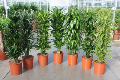 Planta naturala Dracaena fr. mixed 4 varietys H150 cm PS30 cm in pamant