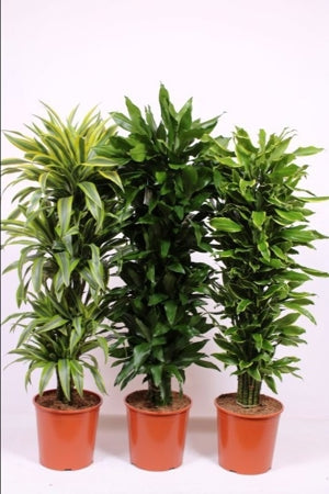 Planta naturala Dracaena fr. mixed 4 varietys H150 cm PS30 cm in pamant