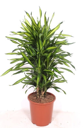 Planta naturala Dracaena fr. Riki H110 cm PS27 cm in pamant
