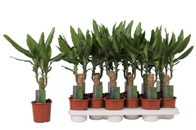 Planta naturala Dracaena fr. Steudneri H40 cm PS11 cm in pamant
