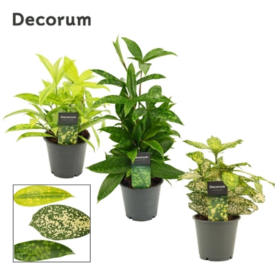 Planta naturala Dracaena H35 cm PS12 cm in pamant