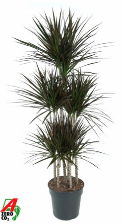 Planta naturala Dracaena marg. Magenta H150 cm PS31 cm in pamant