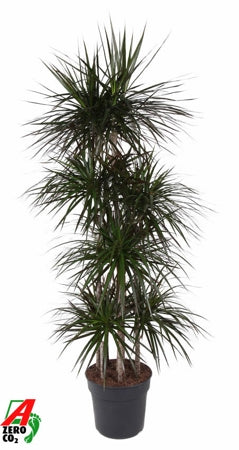 Planta naturala Dracaena marg. Magenta H170 cm PS34 cm in pamant
