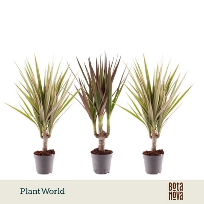 Planta naturala Dracaena marg. mixed 3 varietys H35 cm PS7 cm in pamant