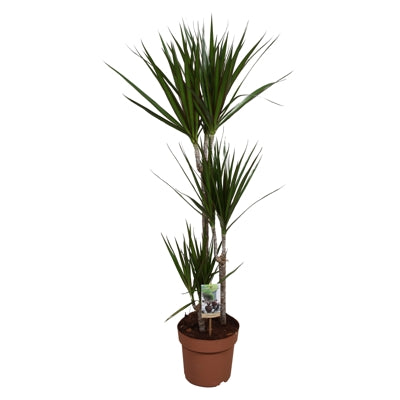 Planta naturala Dracaena marginata H125 cm PS21 cm in pamant