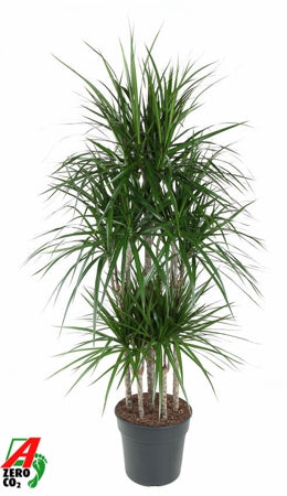 Planta naturala Dracaena marginata H140 cm PS31 cm in pamant