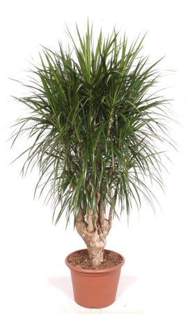 Planta naturala Dracaena marginata H180 cm PS40 cm in pamant