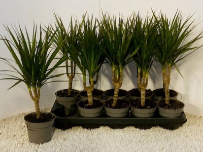 Planta naturala Dracaena marginata H40 cm PS12 cm in pamant