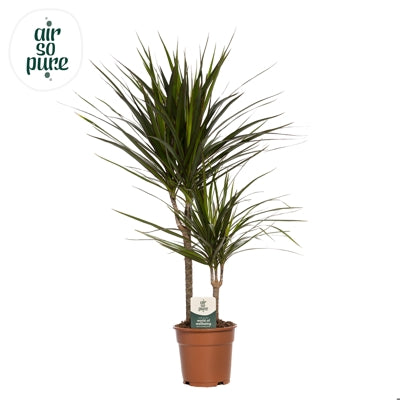 Planta naturala Dracaena marginata H80 cm PS17 cm in pamant