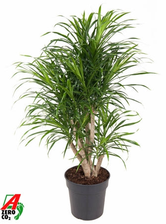 Planta naturala Dracaena refl. 'Anita' H100 cm PS24 cm in pamant