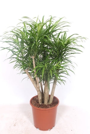 Planta naturala Dracaena refl. 'Anita' H90 cm PS24 cm in pamant