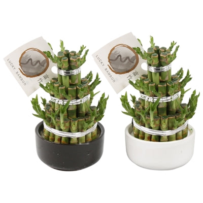 Planta naturala Dracaena sand. Lucky Bamboo H18 cm PS10 cm in pamant