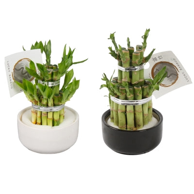 Planta naturala Dracaena sand. Lucky Bamboo H18 cm PS9 cm in pamant