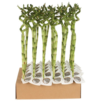 Planta naturala Dracaena sand. Lucky Bamboo H60 cm PS5 cm in pamant