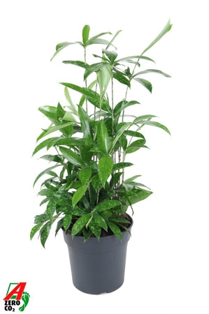 Planta naturala Dracaena surculosa H70 cm PS24 cm in pamant