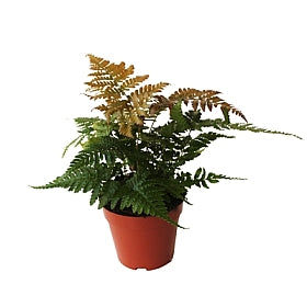 Planta naturala Dryopteris erythrosora H30 cm PS12 cm in pamant