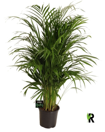 Planta naturala Dypsis lutescens H100 cm PS19 cm in pamant