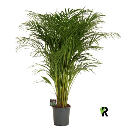 Planta naturala Dypsis lutescens H120 cm PS21 cm in pamant