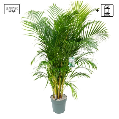 Planta naturala Dypsis lutescens H140 cm PS27 cm in pamant