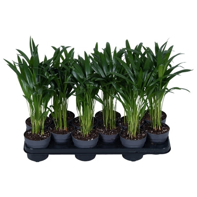 Planta naturala Dypsis lutescens H40 cm PS10.5 cm in pamant