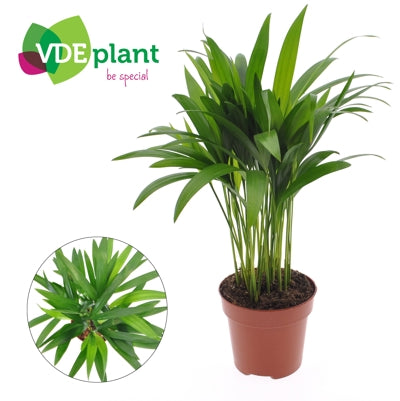 Planta naturala Dypsis lutescens H40 cm PS12 cm in pamant