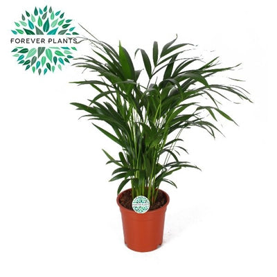 Planta naturala Dypsis lutescens H65 cm PS17 cm in pamant
